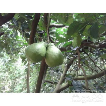 自家果園直供，白心蜜柚批發，甜潤多汁，品質保證