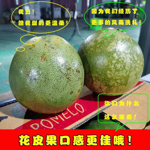 泰國青柚 白心金柚，當季鮮果，享譽全球的熱帶特產