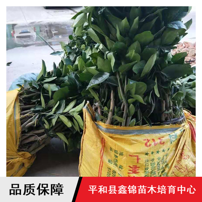 鑫錦純正蜜柚苗供應與批發指南 紅心柚、三紅蜜柚、黃金蜜柚樹苗選購全解析